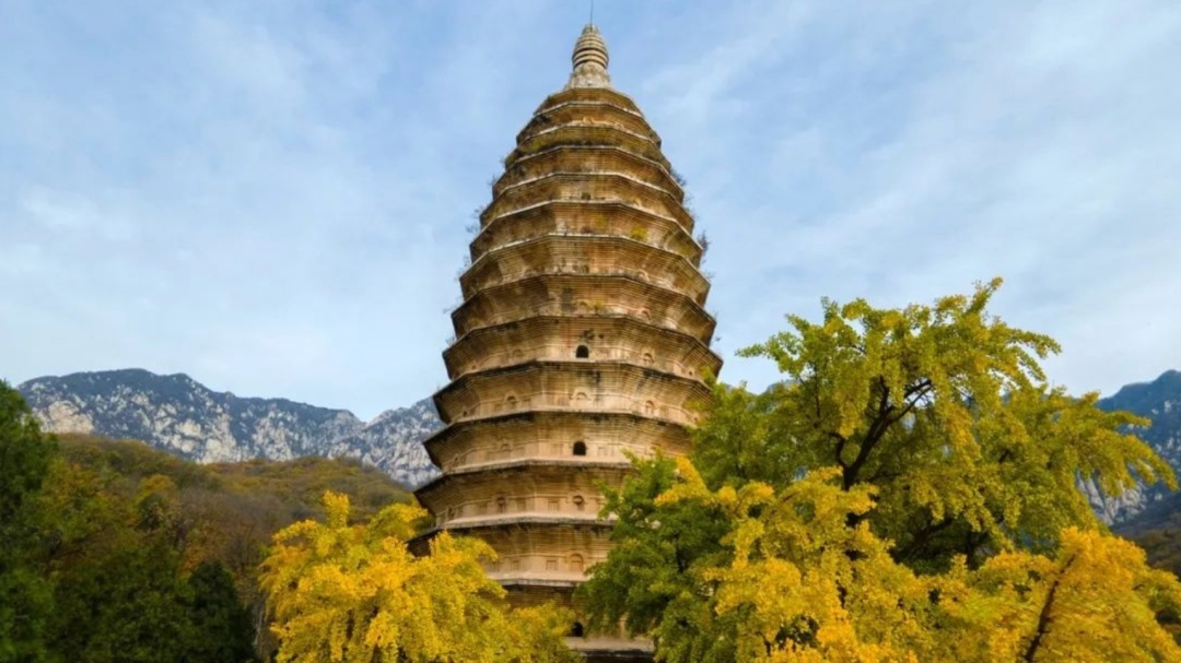 河南银杏进入“颜值巅峰”！错过再等一年