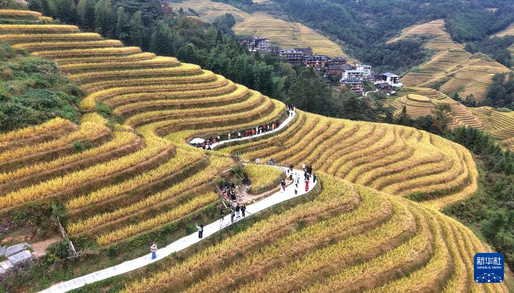 广西龙胜：金秋梯田美如画