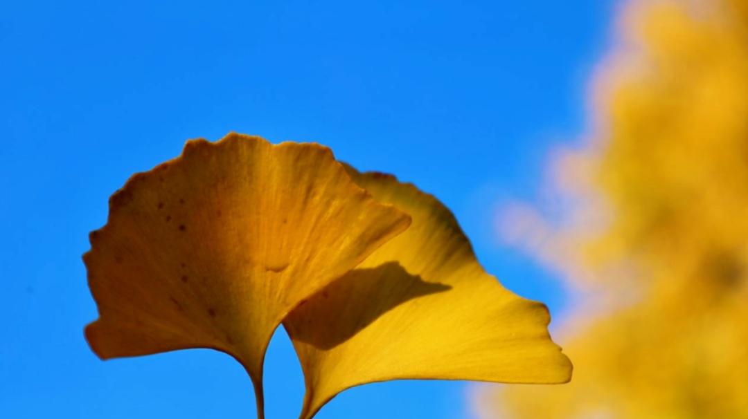 河南银杏进入“颜值巅峰”！错过再等一年