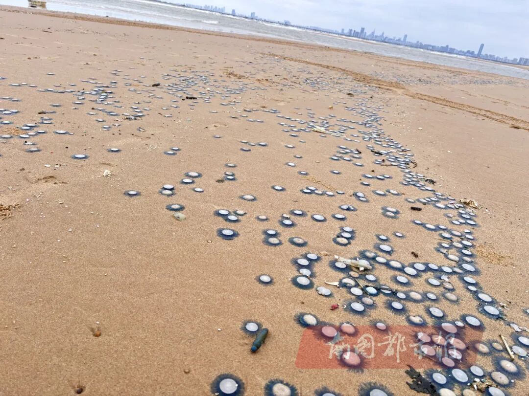 海南一海岸出现大量“银币水母”，密密麻麻铺满沙滩：捡起时会像烟花一样碎开