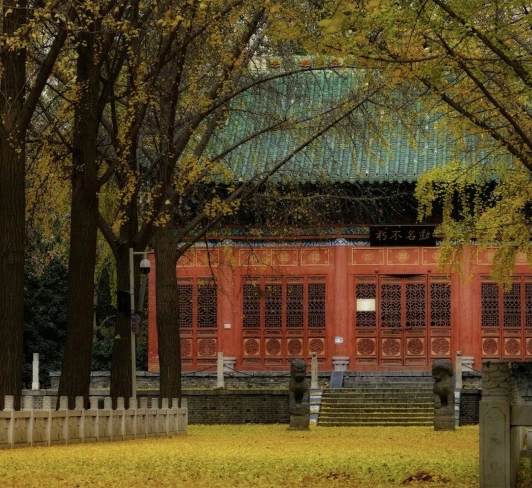 河南银杏进入“颜值巅峰”！错过再等一年