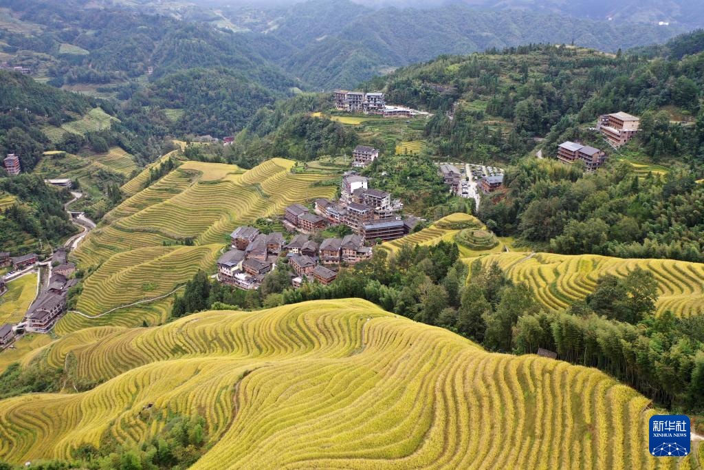 广西龙胜：金秋梯田美如画