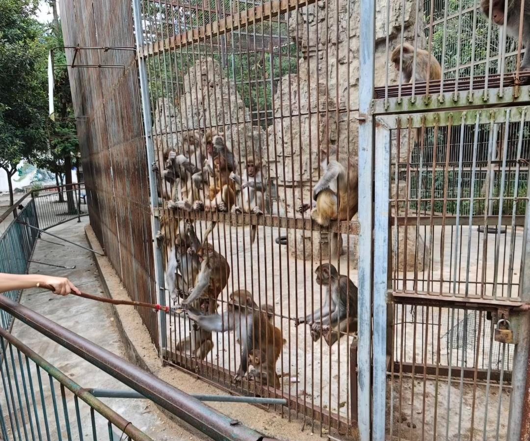 贵州本地人都不知道的动物园火了！网友：原始风，动物很多