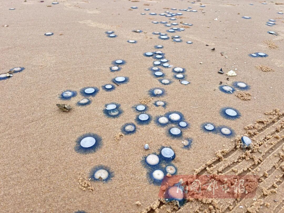 海南一海岸出现大量“银币水母”，密密麻麻铺满沙滩：捡起时会像烟花一样碎开