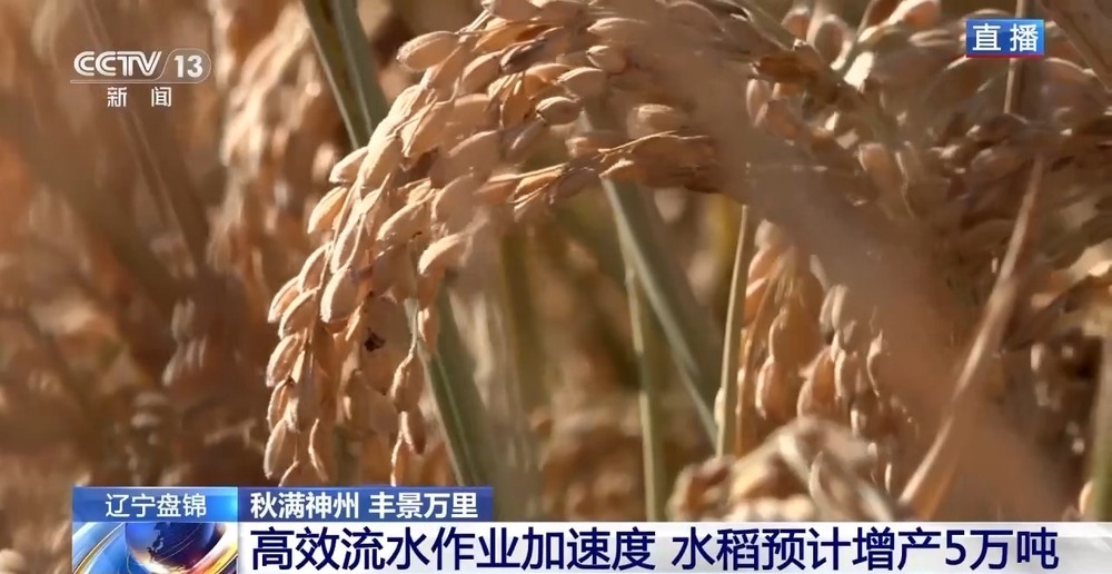 稻田里藏着哪些增收密码?“稻蟹共生”迎来双丰收 稻田里藏着哪些增收密码?“稻蟹共生”迎来双丰收