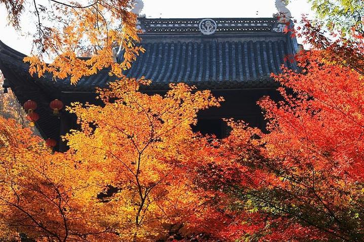 霜降已到，全国红叶上线中！这些“出片宝地”藏不住了