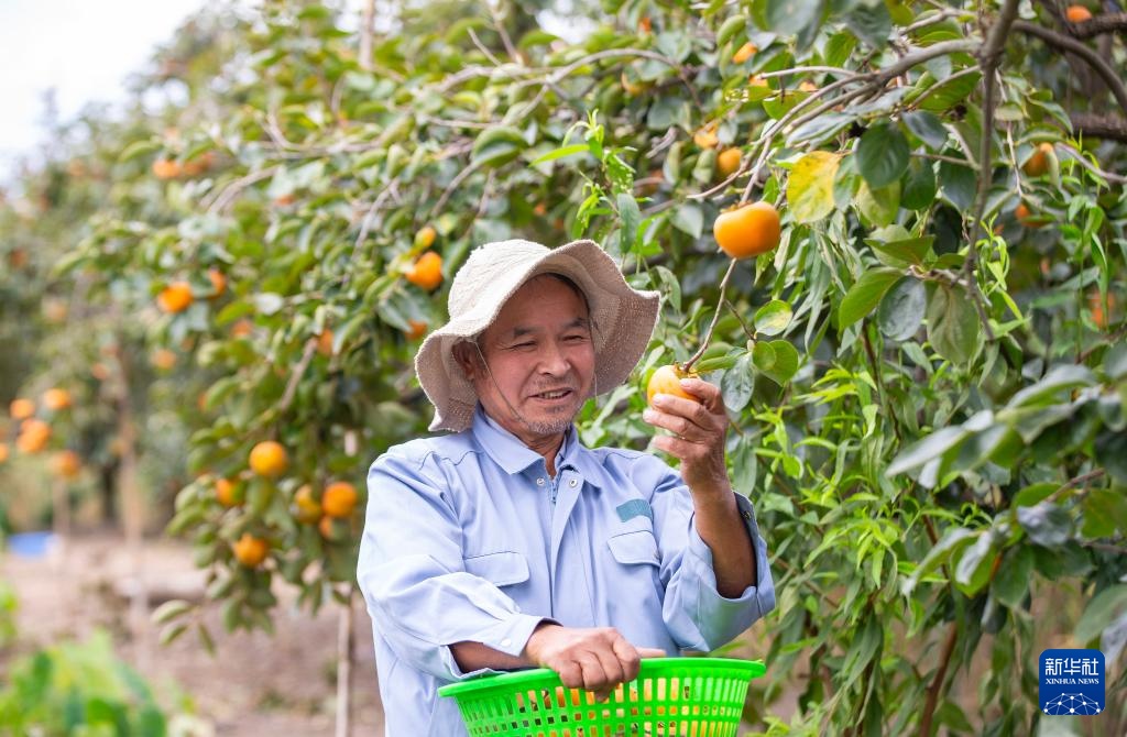 霜降时节农事忙 霜降时节农事忙