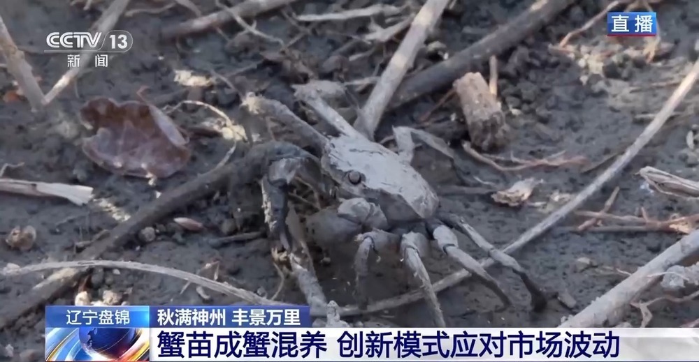 稻田里藏着哪些增收密码?“稻蟹共生”迎来双丰收 稻田里藏着哪些增收密码?“稻蟹共生”迎来双丰收