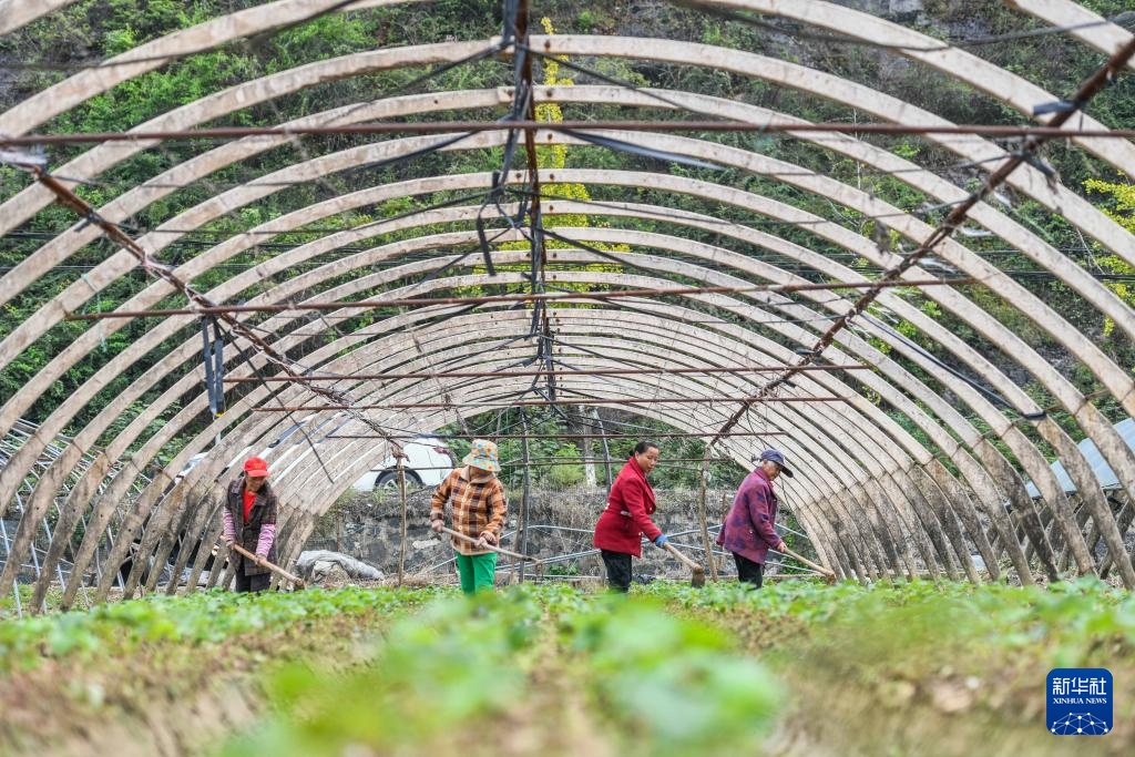 霜降时节农事忙 霜降时节农事忙