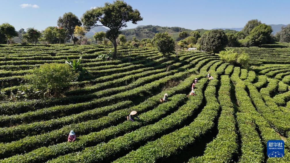 霜降时节农事忙 霜降时节农事忙