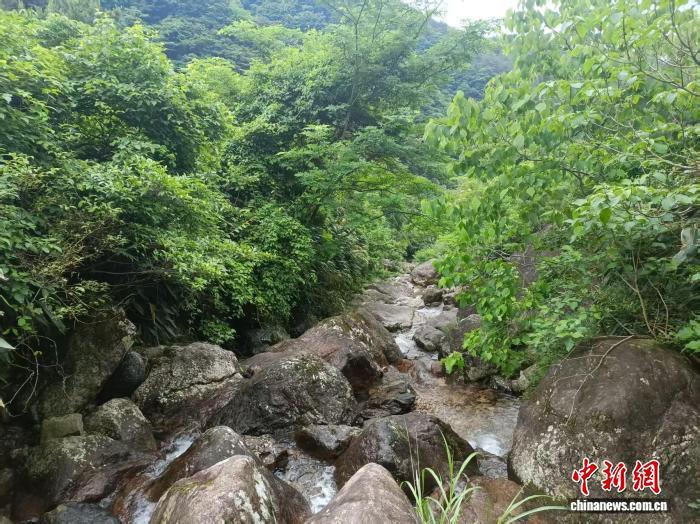 安徽师范大学动物学团队发现肥螈属新成员 安徽师范大学动物学团队发现肥螈属新成员