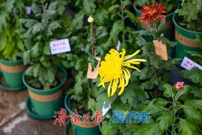 惊艳亮相!济南人又多一个好去处→ 惊艳亮相!济南人又多一个好去处→