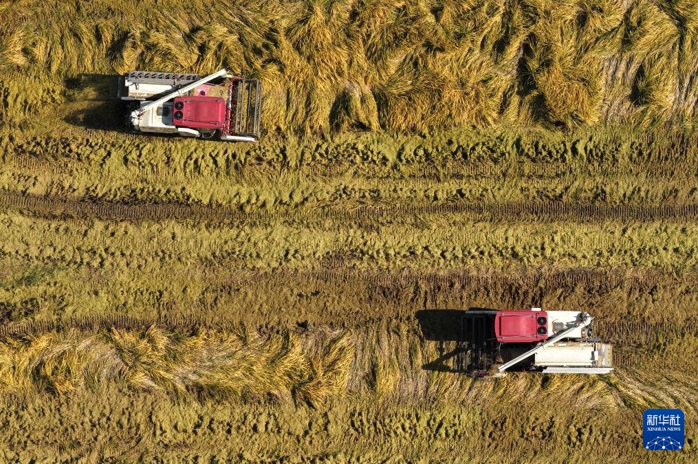 霜降时节农事忙 霜降时节农事忙