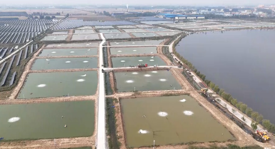 山东菏泽塌陷地“变身”生态塘 鲈鱼丰收助振兴