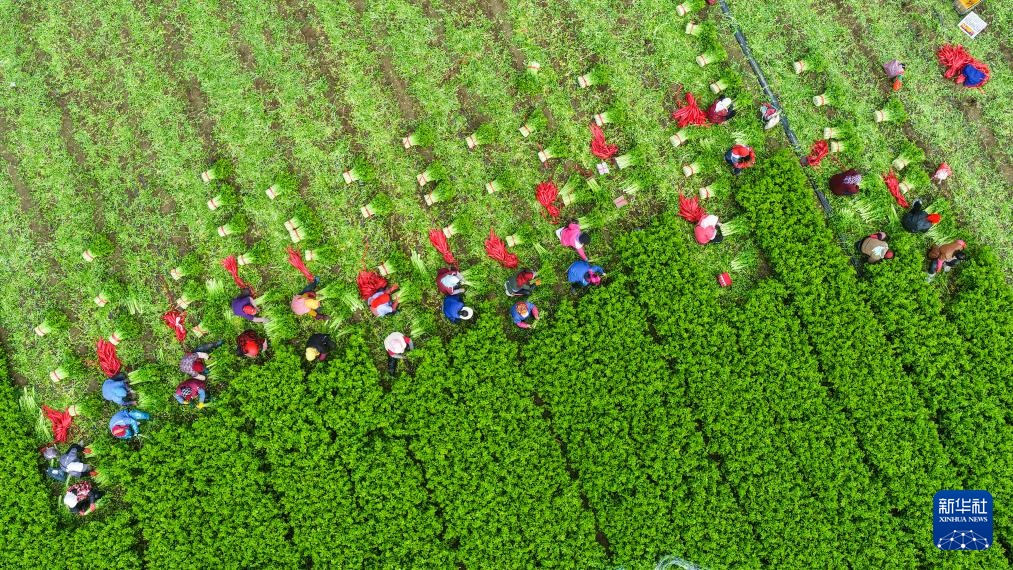 霜降时节农事忙 霜降时节农事忙