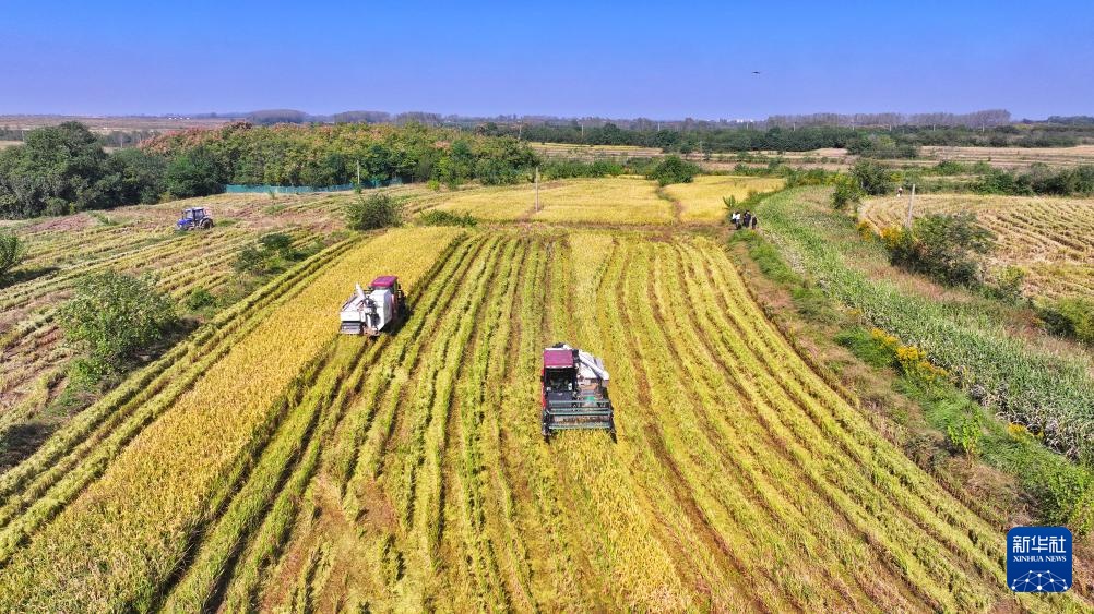 霜降时节农事忙 霜降时节农事忙