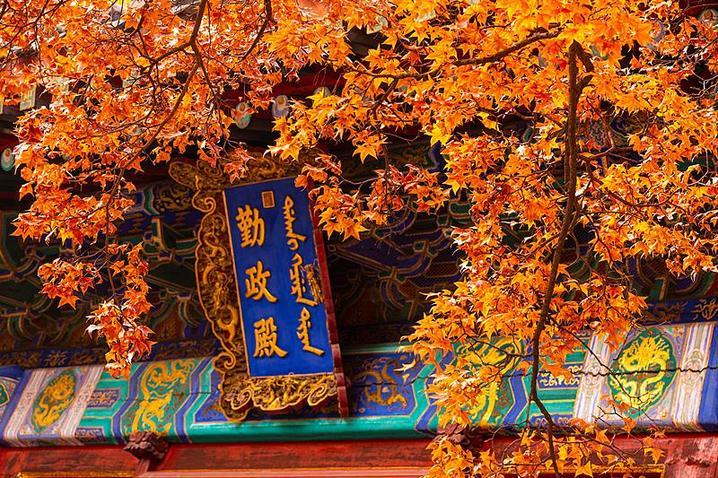 霜降已到，全国红叶上线中！这些“出片宝地”藏不住了