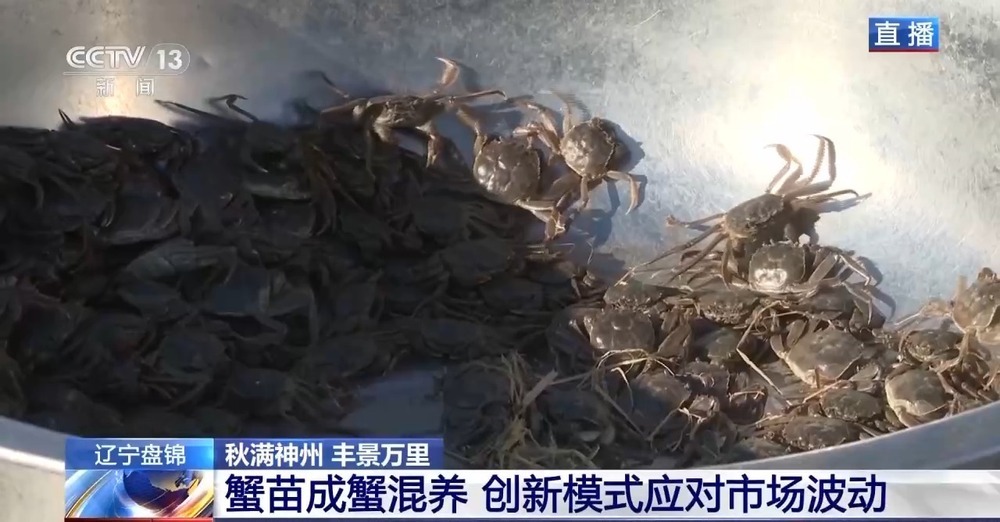 稻田里藏着哪些增收密码?“稻蟹共生”迎来双丰收 稻田里藏着哪些增收密码?“稻蟹共生”迎来双丰收