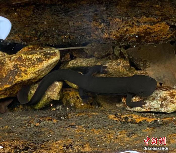 安徽师范大学动物学团队发现肥螈属新成员 安徽师范大学动物学团队发现肥螈属新成员