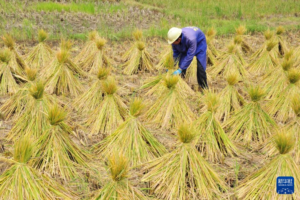 霜降时节农事忙 霜降时节农事忙