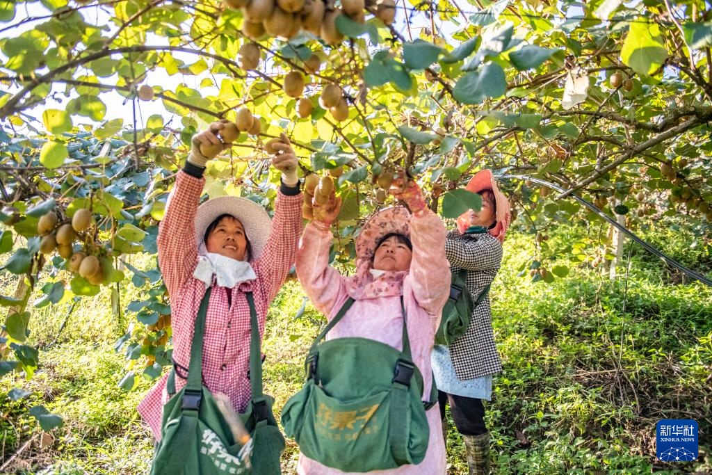 霜降时节农事忙 霜降时节农事忙