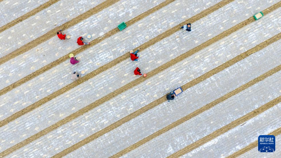 霜降时节农事忙 霜降时节农事忙