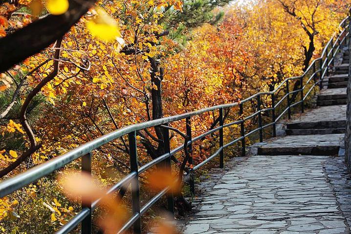 霜降已到，全国红叶上线中！这些“出片宝地”藏不住了