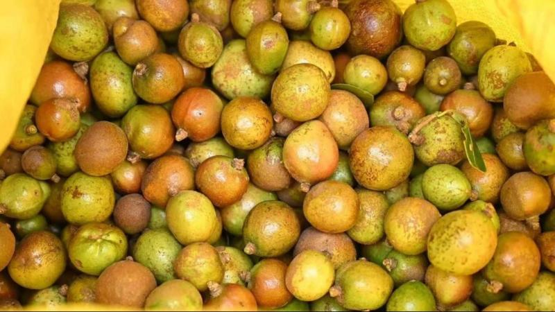 江西赣州330万亩油茶迎丰收 “黄金果”助力增收致富 江西赣州330万亩油茶迎丰收 “黄金果”助力增收致富