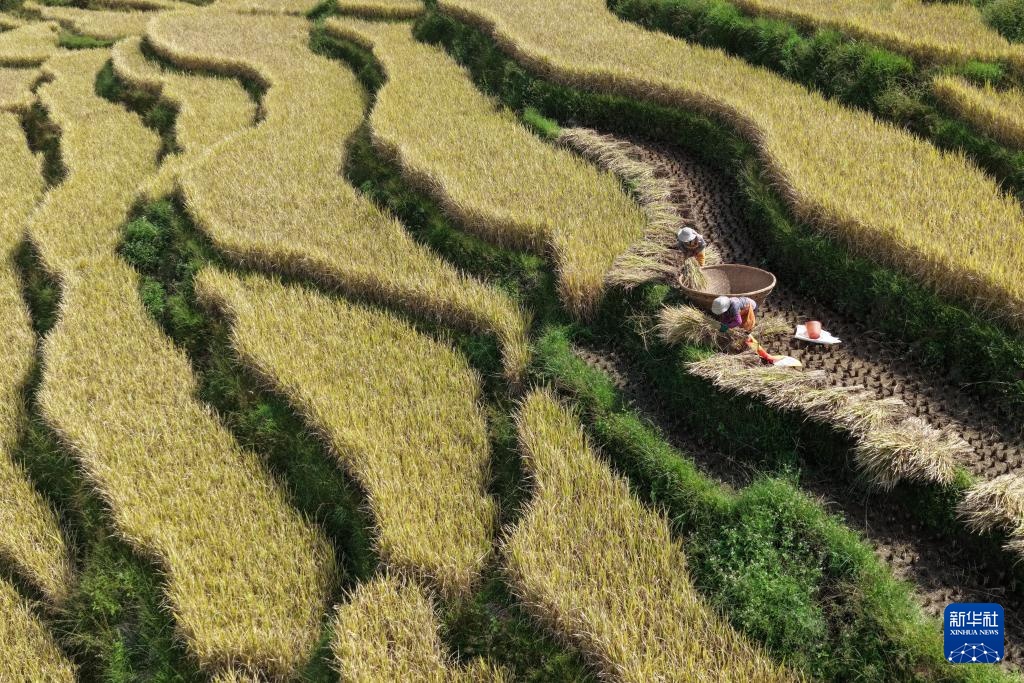霜降时节农事忙 霜降时节农事忙