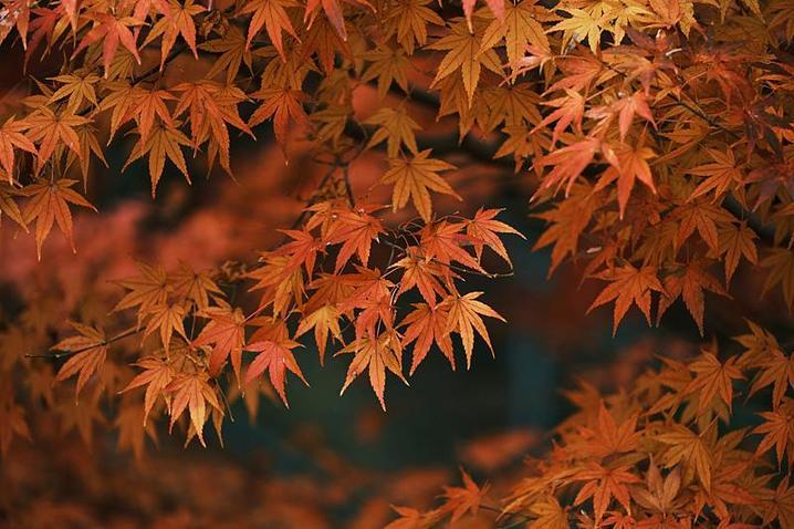 霜降已到，全国红叶上线中！这些“出片宝地”藏不住了