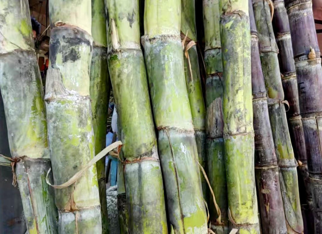 15元两根啦!合肥大量上市 15元两根啦!合肥大量上市