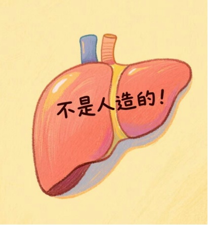 “人工肝”是人造的肝脏吗？