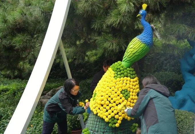 济南趵突泉金秋菊展时间定了,持续一个月! 济南趵突泉金秋菊展时间定了,持续一个月!