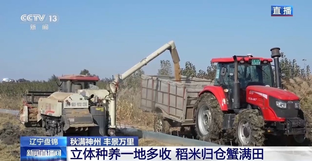 稻田里藏着哪些增收密码?“稻蟹共生”迎来双丰收 稻田里藏着哪些增收密码?“稻蟹共生”迎来双丰收