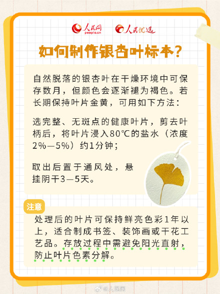 拍照超级出片的秋季限定银杏树，你了解多少？