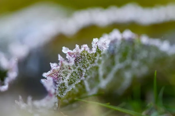 今天别忘了吃羊肉！这个日子有讲究……