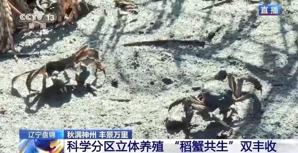 稻田里藏着哪些增收密码?“稻蟹共生”迎来双丰收 稻田里藏着哪些增收密码?“稻蟹共生”迎来双丰收