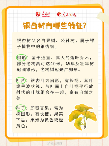 拍照超级出片的秋季限定银杏树，你了解多少？