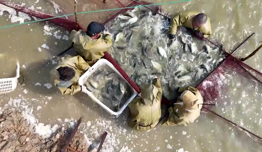 山东菏泽塌陷地“变身”生态塘 鲈鱼丰收助振兴