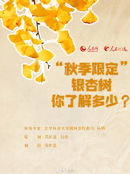 拍照超级出片的秋季限定银杏树，你了解多少？