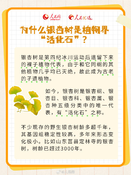 拍照超级出片的秋季限定银杏树，你了解多少？