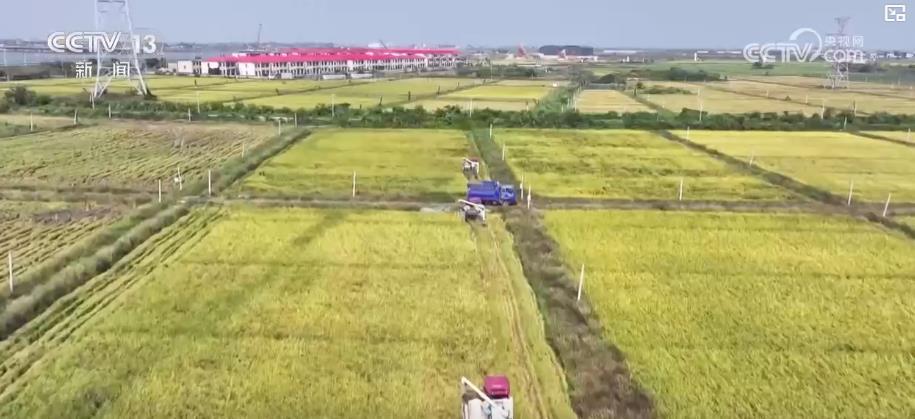 金秋好“丰”景：全国秋粮收获已近八成 &nbsp;特色轮作与多元种植模式促增产增收