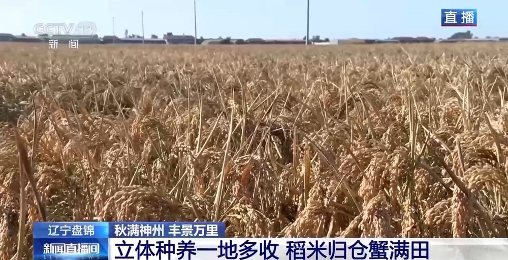 稻田里藏着哪些增收密码?“稻蟹共生”迎来双丰收 稻田里藏着哪些增收密码?“稻蟹共生”迎来双丰收