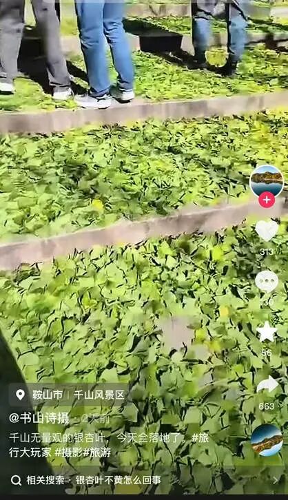 银杏叶未黄先落!今年的“满地金黄景”还能看到么? 银杏叶未黄先落!今年的“满地金黄景”还能看到么?