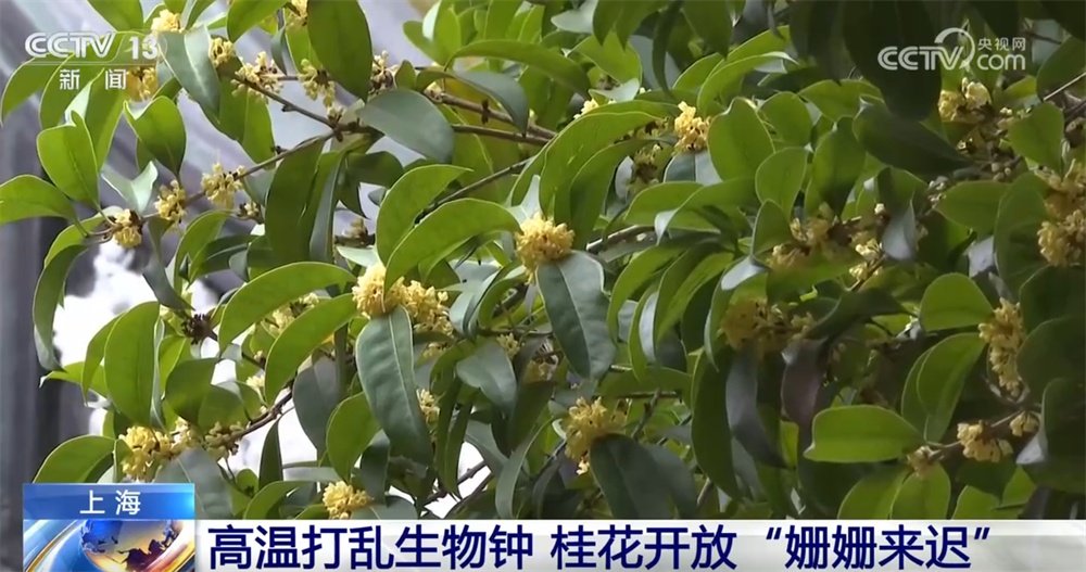 桂花飘香、胡杨金黄、黄栌换上五彩“盛装” 秋日中国铺展斑斓好风光 桂花飘香、胡杨金黄、黄栌换上五彩“盛装” 秋日中国铺展斑斓好风光