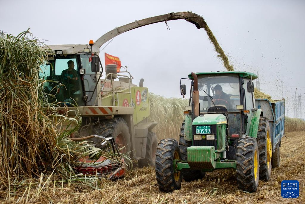 宁夏闽宁镇：巨菌草收获忙