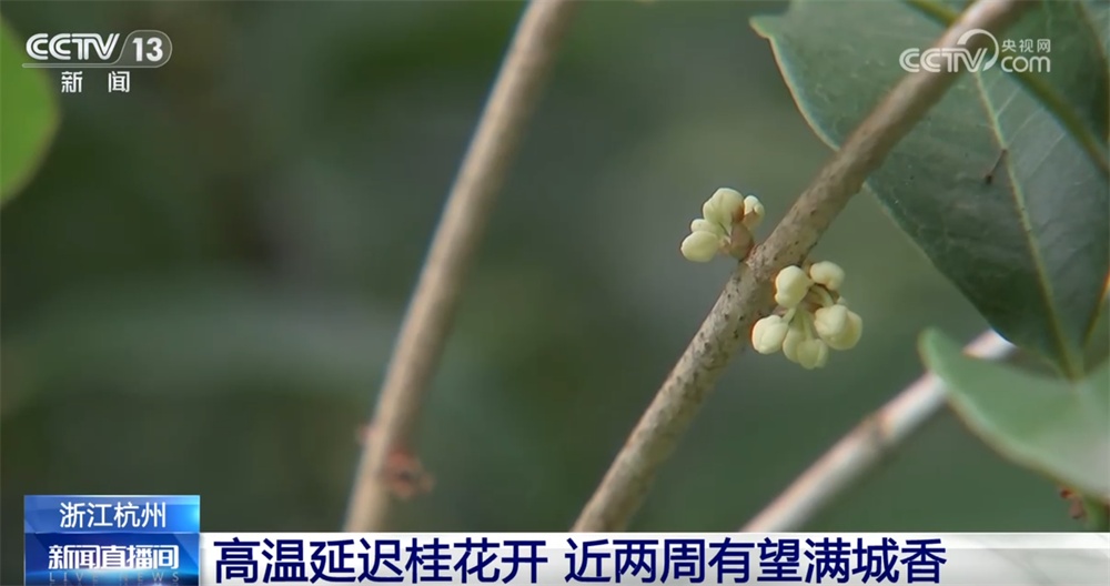 桂花飘香、胡杨金黄、黄栌换上五彩“盛装” 秋日中国铺展斑斓好风光 桂花飘香、胡杨金黄、黄栌换上五彩“盛装” 秋日中国铺展斑斓好风光