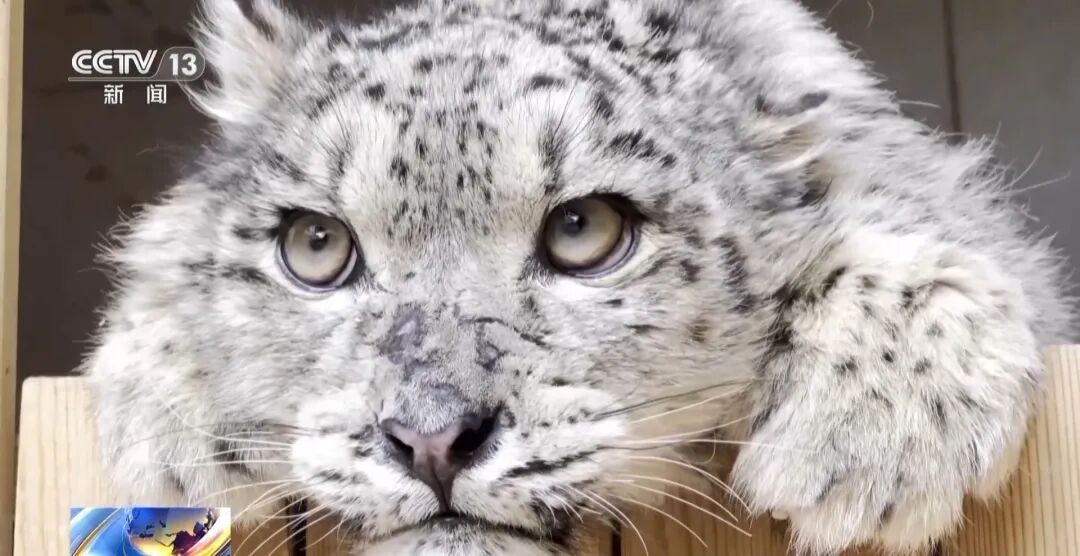 数万网友追更！雪豹“凌小蛰”恢复顺利，胖了30斤