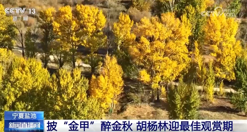 桂花飘香、胡杨金黄、黄栌换上五彩“盛装” 秋日中国铺展斑斓好风光 桂花飘香、胡杨金黄、黄栌换上五彩“盛装” 秋日中国铺展斑斓好风光