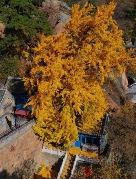 银杏叶未黄先落!今年的“满地金黄景”还能看到么? 银杏叶未黄先落!今年的“满地金黄景”还能看到么?